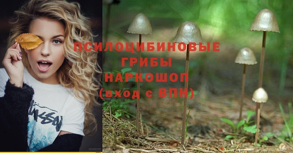 гашик Сосновый Бор